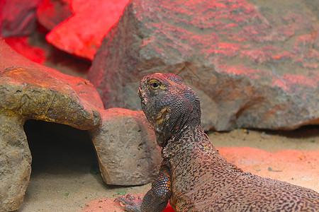 动物公园的一只监视蜥蜴被特写了图片