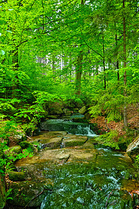 绿林中流经石块的溪流景色 图示着这些溪流图片
