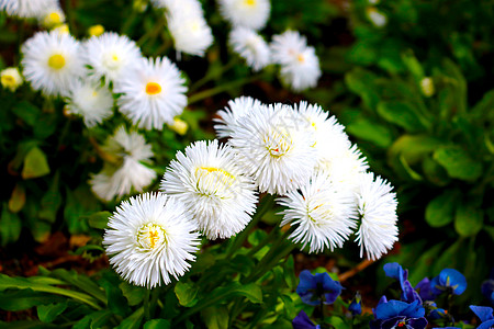 美丽的白色长年花朵在花园里开花图片