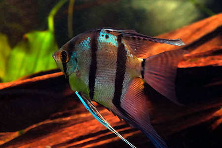 小鱼 水族馆里的淡水天使鱼 小鱼或天使鱼图片