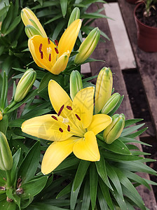 特写黄色的亚洲百合花 混合花艺花头雌蕊叶子花园宏观花瓣园艺树叶植物群图片