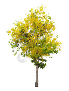 Cassia瘘管病树或金色淋浴泰国国家树 以白色背景隔离开来图片