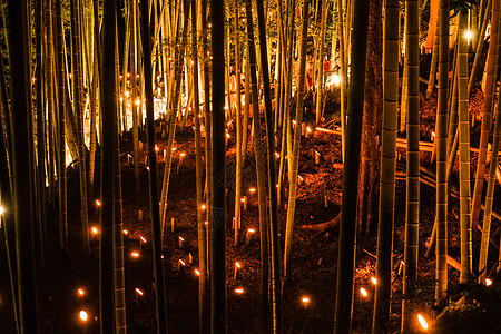 bamboo森林小直径照明Kojo Castle公民森林历史竹林直径城市民书桌故事竹子古迹小石小径图片
