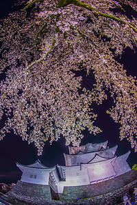 奥达瓦拉城堡和夜樱古迹世界遗产照明石墙旅游花瓣晴天樱花历史夜空图片