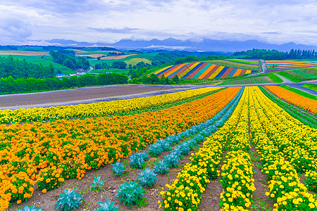 北海道花田油田北海道Bieicho花瓣场地丘陵植物草原爬坡花田天空庭园地球背景