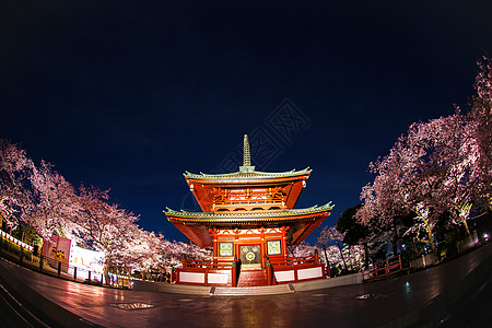 日本横滨夜景高清寺庙和夜樱背景