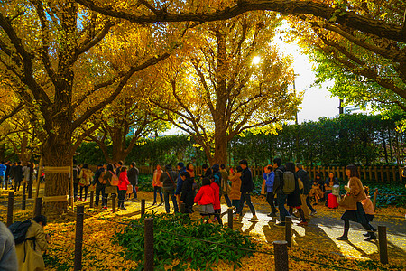 京古根果托里枯叶植物黄叶公园树木银杏树街景晴天叶子背景图片