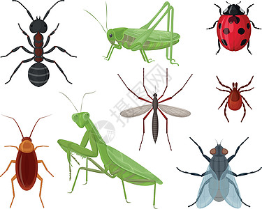 昆虫 一大群昆虫 如蚂蚁 蚱蜢 瓢虫和蚊子 蟑螂蜱以及螳螂和苍蝇 收集昆虫 矢量图片