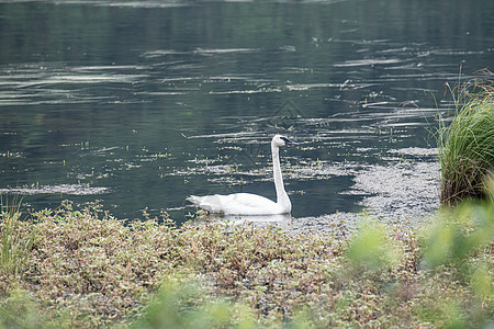龙佩特天鹅优雅阿尔萨坎池塘图片