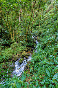哥斯达黎加圣赫拉尔多德多塔热带风景叶子清水溪流环境旅行运动公园森林图片