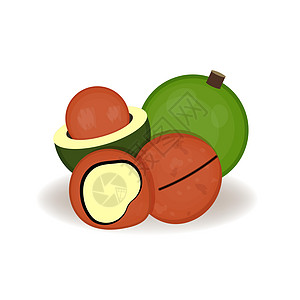 卡通风格的澳洲坚果 矢量图 适合您产品的逼真孤立坚果 白色背景中的新鲜整体 水果和坚果图片