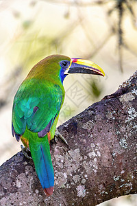 哥斯达黎加圣赫拉尔多荒野动物林地情调大道丛林动物群异国观鸟栖息地图片