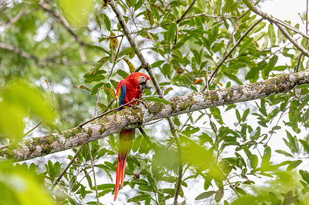 热带花猩红色金刚鹦鹉 阿拉澳门 克波斯哥斯达黎加情调保护异国野生动物彩虹荒野鸟类叶子天空丛林背景