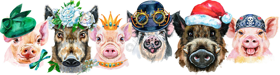 猪的边界 猪和野猪的水彩色肖像卡通片农场打印牡丹宠物插图蒸汽头巾猪肉眼镜图片