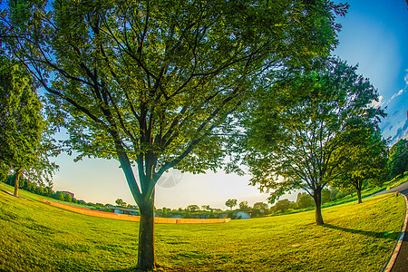 新的绿色大树和阳光材料天空公园叶子木头日落文化太阳晴天美景图片