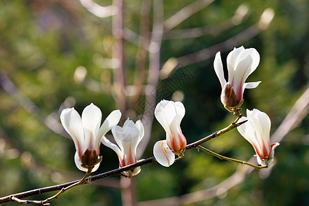 白木兰花开始在春天的花园里开花图片