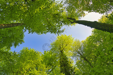 德国 五月的树向天空中 有一望无间晴天木头公园季节树梢树木场景植物太阳光线植物群图片