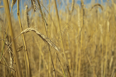 蓝天映衬下成熟小麦的景观场 小麦的小穗随风摇动 夏粮丰收 农业农场健康食品经营理念 环保有机谷物面包日出全景稻草金子阳光天空食物图片