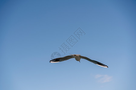 白海鸥在蓝天飞翔 海鸥飞翔鸟图片