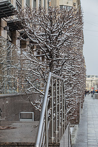 冬季矩形脱装树图片