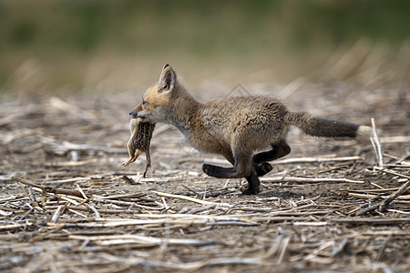 年轻狐狸箱小狐狸荒野食肉幼兽野生动物哺乳动物婴儿红色红狐动物图片