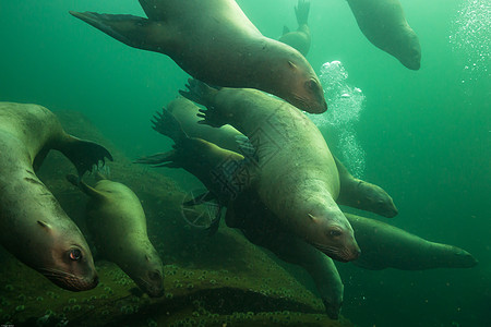 一群在太平洋水下游泳的年轻海狮聚集在一起图片