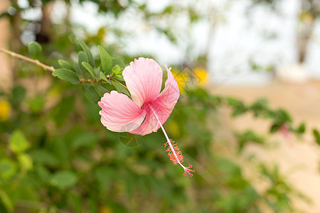淡绿色叶子背景上的粉红花朵植物群花园绿色宏观月季粉色植物花瓣树叶木槿图片