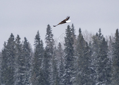 Bald Eagle 萨斯喀彻温野生动物乡村飞行白头鹰保护动物图片