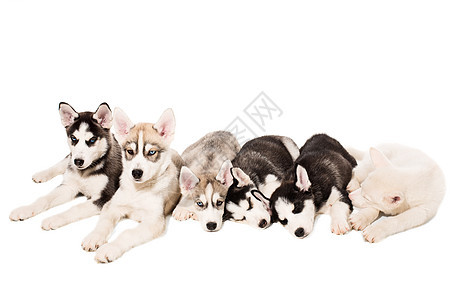 一群小狗繁殖着被孤立在白色背景上的胡斯基人团体相机朋友们拥抱毛皮血统家庭动物哺乳动物犬类图片