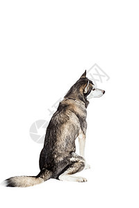 阿拉斯加马拉穆特 坐在白色背景面前舌头摄影动物宠物血统灰色生物毛皮家畜哺乳动物图片