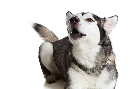 阿拉斯加马拉穆特 坐在白色背景面前犬类舌头血统哺乳动物工作室摄影毛皮主题家畜宠物图片