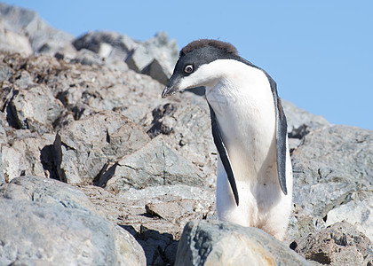 年轻的阿德利企鹅站在岩石上图片