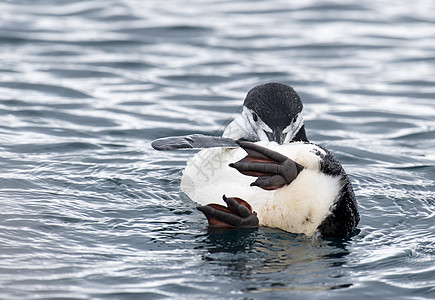 在水中清洗羽毛的企鹅图片