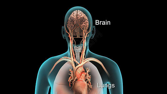 脑解剖人体内器官肺部结核男性男人小脑气管哮喘药品空气图表呼吸图片