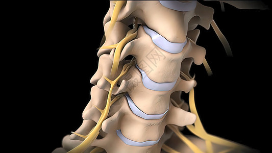 脊柱骨折导致神经压力施加于神经部位的气压治疗疗法动脉韧带身体血管疼痛骨骼光盘解剖学图片