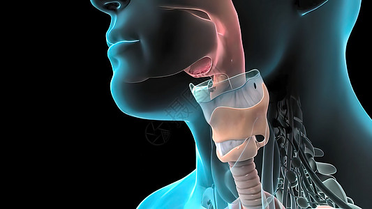 3D为呼吸系统问题 癌症医疗或健康问题提供例证 c 肺部受损哮喘保健诊断胸部x射线呼吸疾病感染支气管危险图片