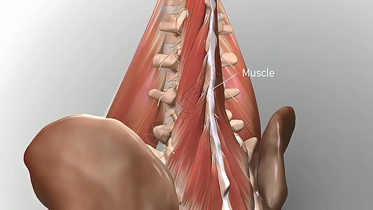 慢性低速后退疼痛 下背痛男性脊柱伤害按摩身体药品男人肌肉疾病扭伤女士高清图片素材