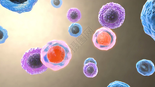 B细胞和T细胞受体对抗原的识别细胞核保健核子细胞器淋巴白细胞计算机癌细胞疾病受精卵图片