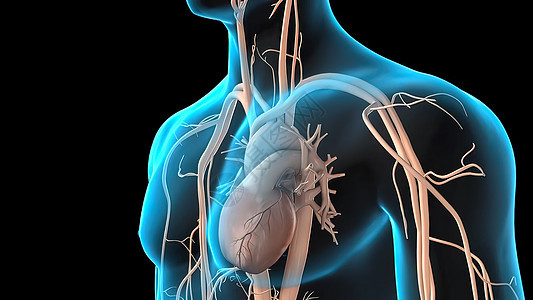 冠状动脉解剖学疾病凝块中风心脏病学动脉血管科学肥胖医学动脉粥样硬化图片