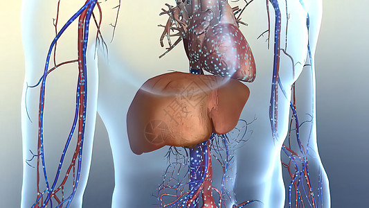 胆固醇是一种方法 在你的血液中发现类似脂肪的物质动脉硬化身体血管动脉血栓疾病肥胖形成药品宏观图片