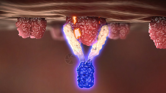 防癌细胞的抗体受体 防止癌症细胞3d红细胞机制绘图生物学人体分子葡萄糖疾病激素图片