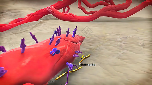 3D医疗图解 三维分立体细胞 空间孤立的缩缩式细胞Pericytes心脏病失血人体生物学疾病代谢身体心血管图形科学图片