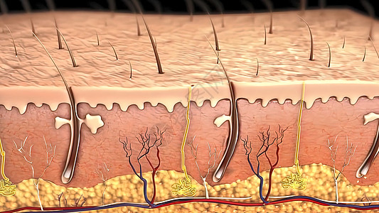 皮肤解剖图 比较好的皮肤和有皱纹的皮肤 显示年轻皮肤和老年皮肤的皮肤横截面图头发静脉毛孔药品绘画真皮女性皮下乳突纤维背景