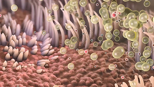 Alveoli医疗呼吸系统 医用插图二氧化碳胸部生物承包紧迫感呼吸道免疫学细胞医学疾病图片