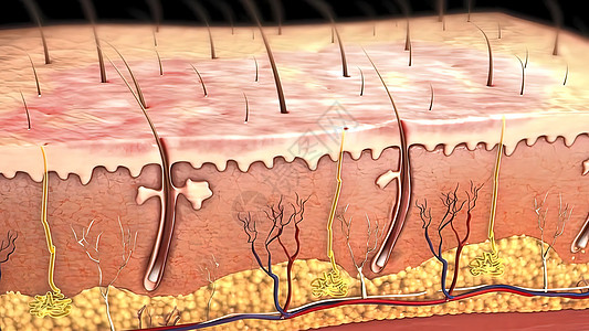 皮肤解剖图 比较好的皮肤和有皱纹的皮肤 显示年轻皮肤和老年皮肤的皮肤横截面图生物学纤维女性动脉卵泡毛孔乳突疾病药品皮下背景