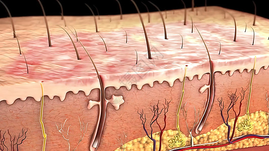 皮肤解剖图激素头发高清图片