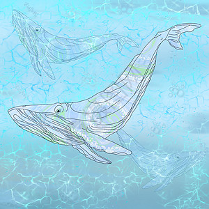 鲸鱼的连续线画艺术 鲸鱼被划成一条线 在水中游泳 蓝色背景图片