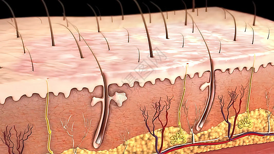皮肤解剖图 比较好的皮肤和有皱纹的皮肤 显示年轻皮肤和老年皮肤的皮肤横截面图真皮激素疾病药品生物学毛孔卵泡动脉静脉解剖学图片