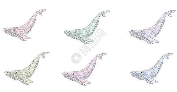 多色装饰性鲸鱼画在一条线上 白色背景上的孤立说明图片