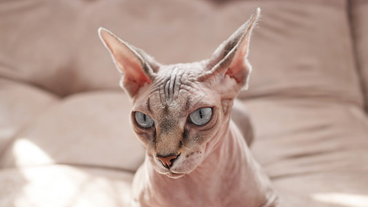 家用垃圾里有Sphynx种的猫猫科动物无毛大学小猫工作室猫爪宠物爪子褐色动物图片